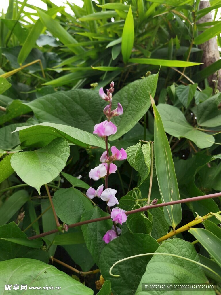 綠葉間的紫色扁豆花綻放