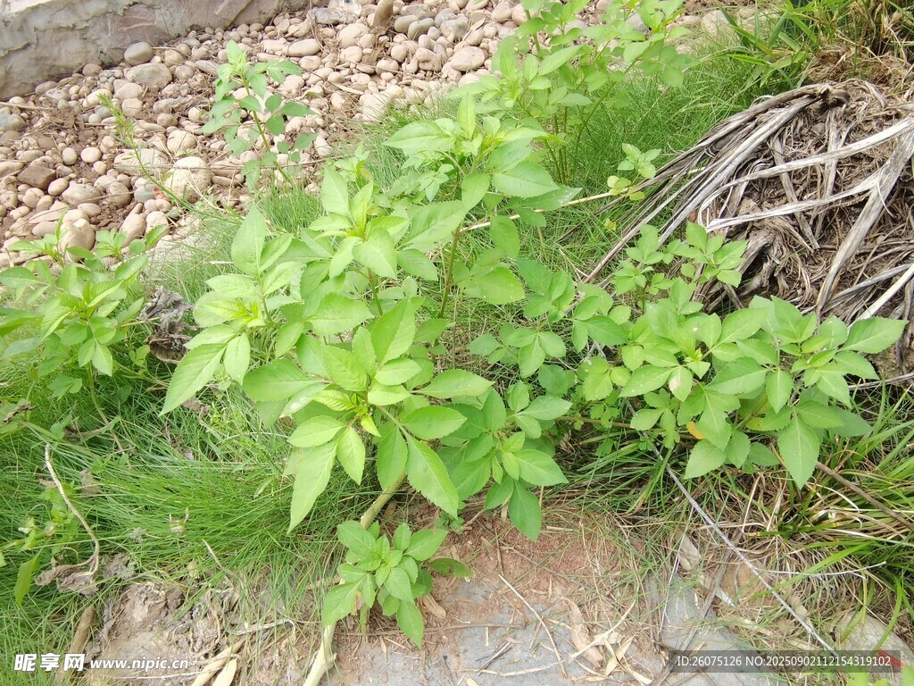 路邊生長(zhǎng)的綠色植物