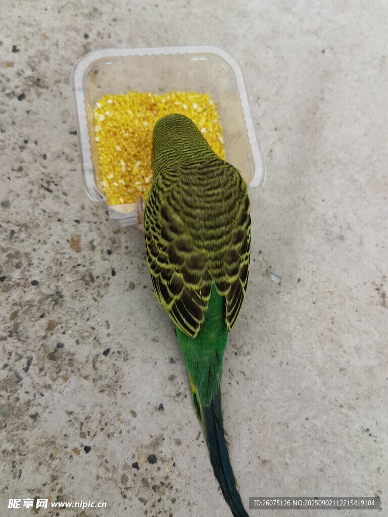 正在進食的綠色鸚鵡