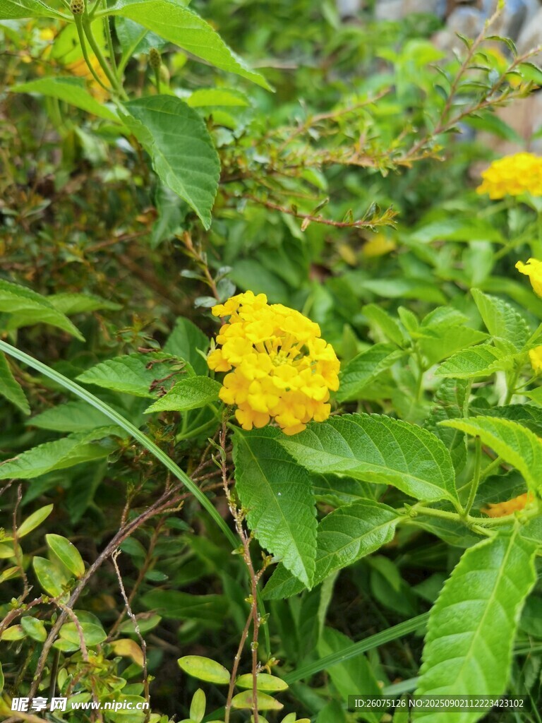 黃色馬纓丹綻放于綠葉間