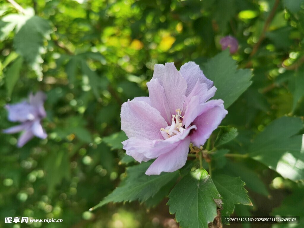 淡紫色木槿花綻放