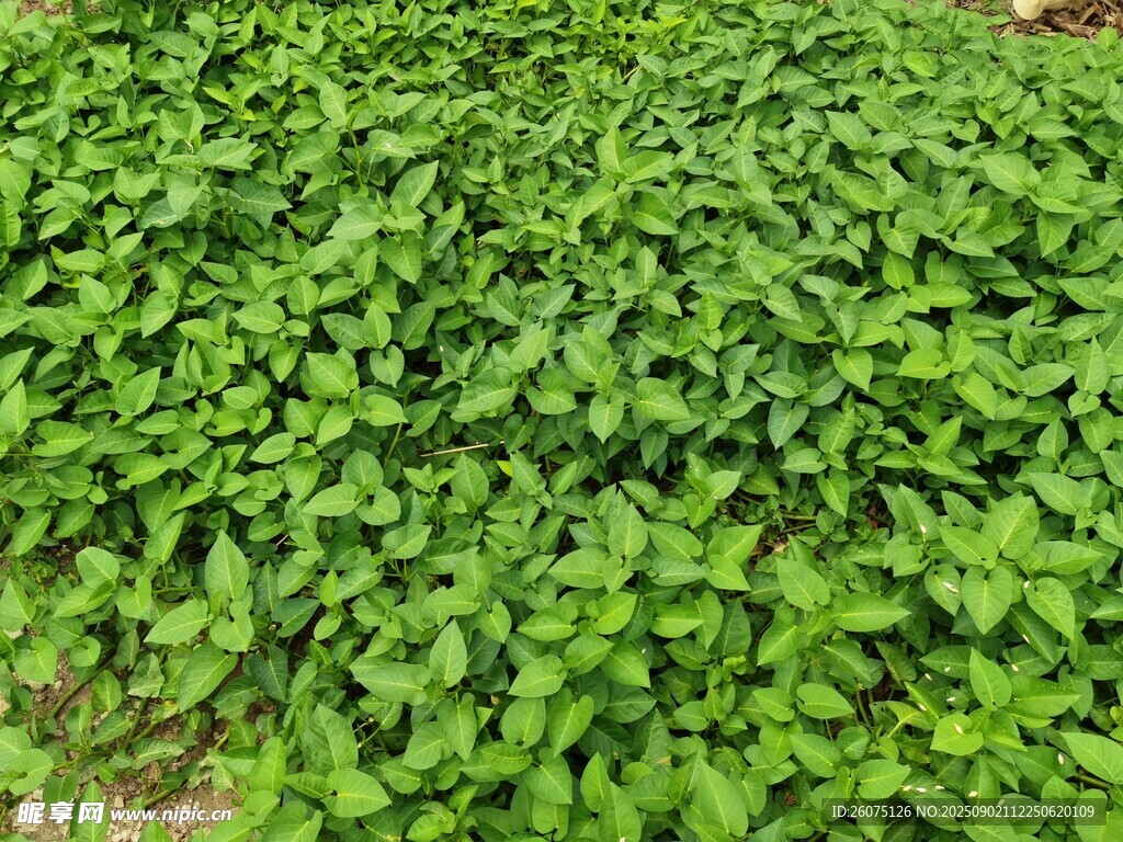 翠綠繁茂的空心蓮子草景觀