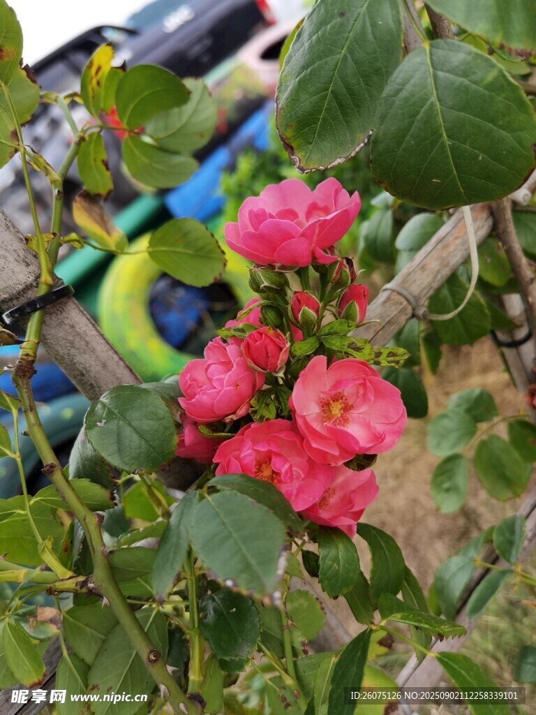 嬌艷粉色花卉綻放綠葉間