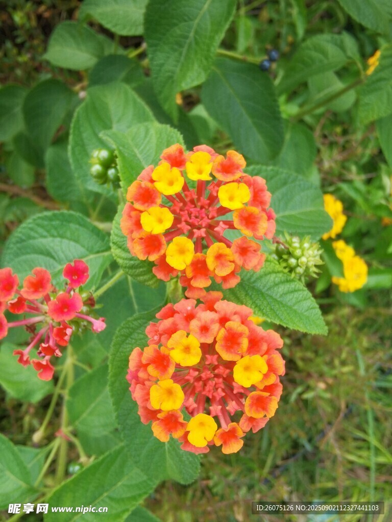 多彩馬纓丹綻放綠葉間