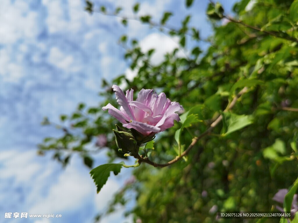 藍(lán)天映襯下的嬌艷紫色木槿花