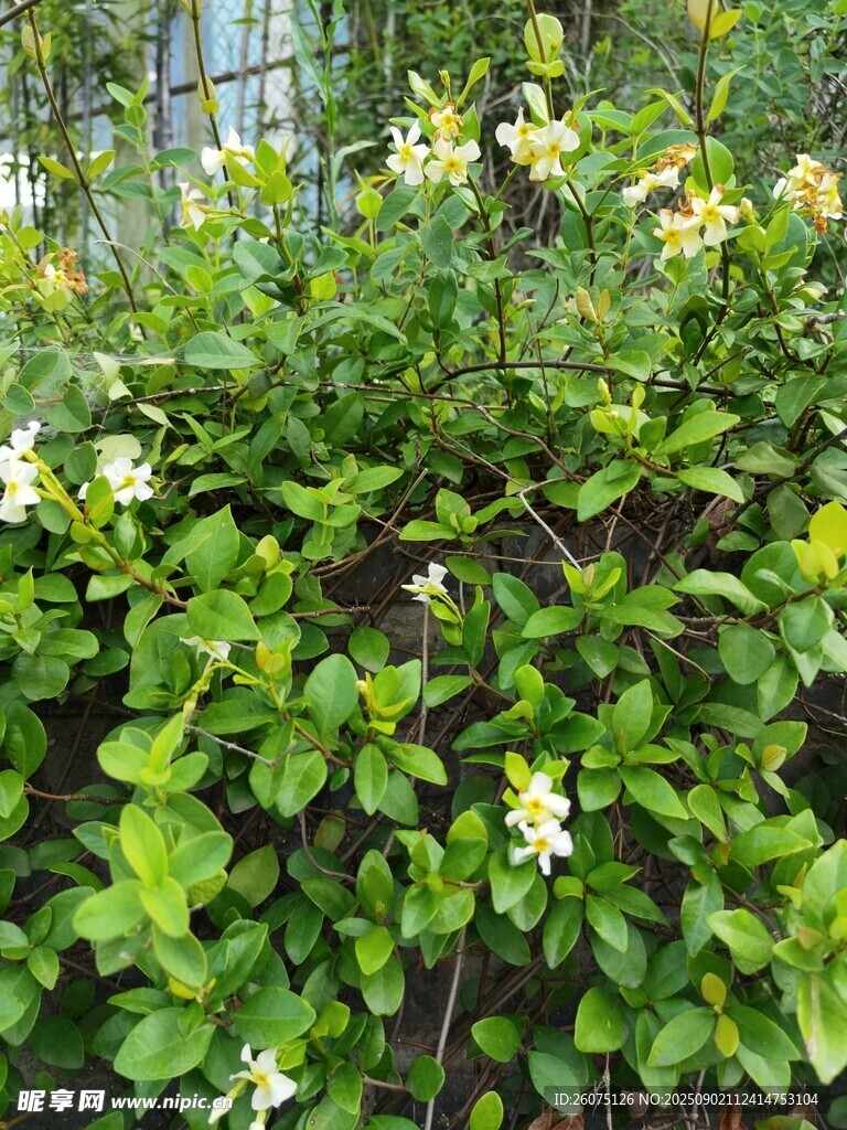 綠葉間綻放的白色小花