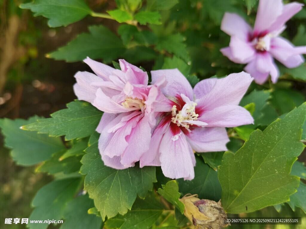 嬌艷木槿花綻放