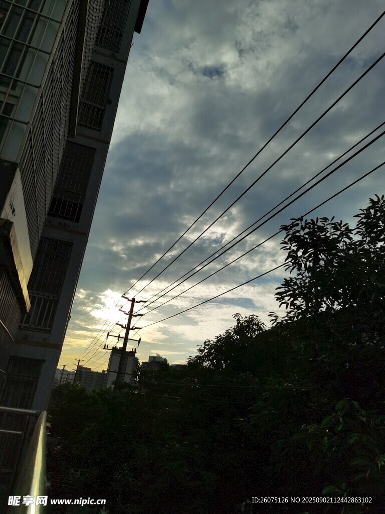 黃昏下的電線與樹木景觀