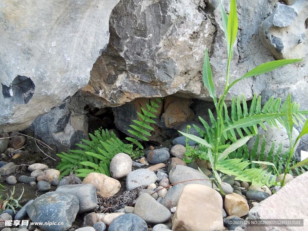 石縫間的蕨類植物與碎石