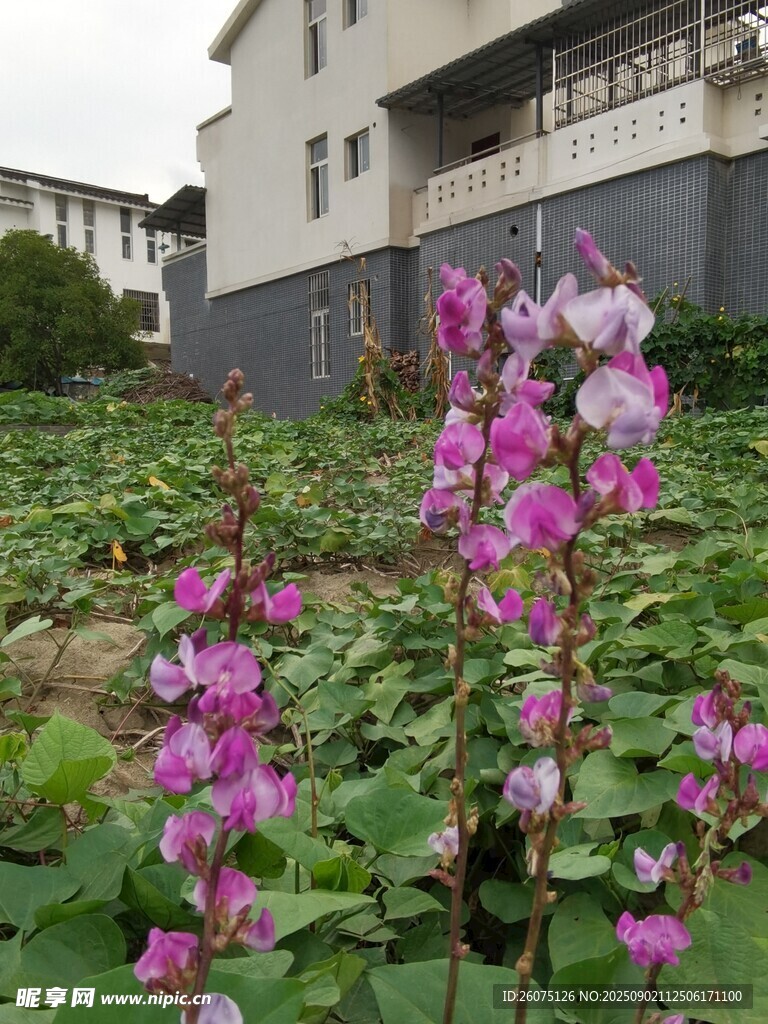 菜地中綻放的美麗粉花
