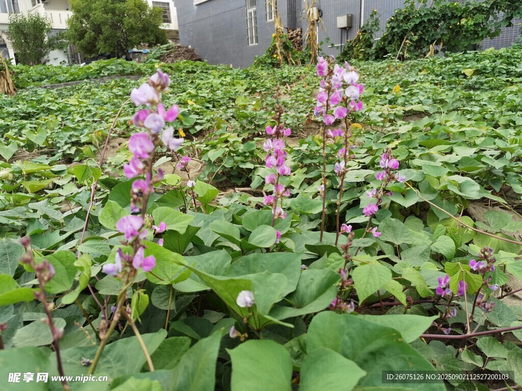 紫色花卉與綠葉的田園風(fēng)光