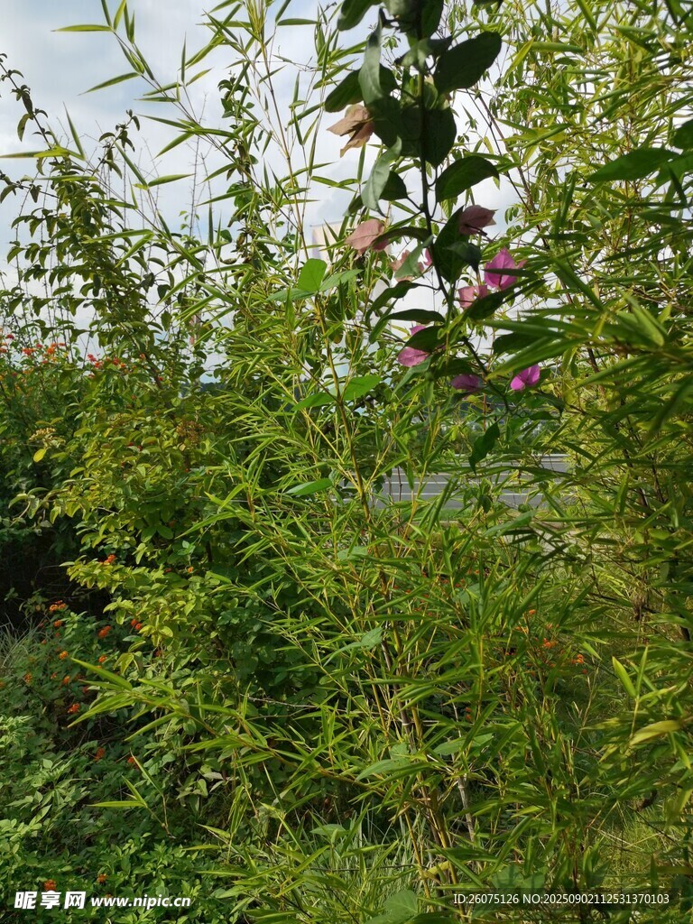 繁茂竹林生機(jī)盎然