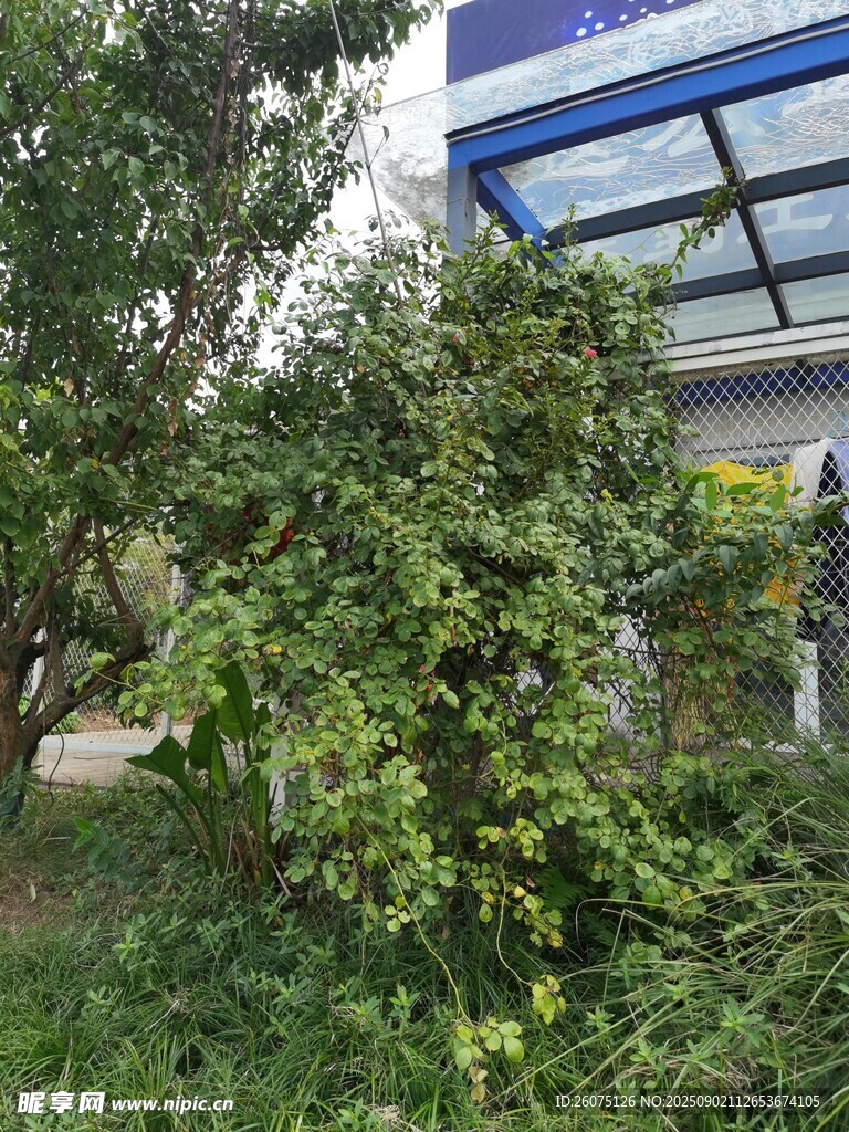戶外繁茂綠植景觀