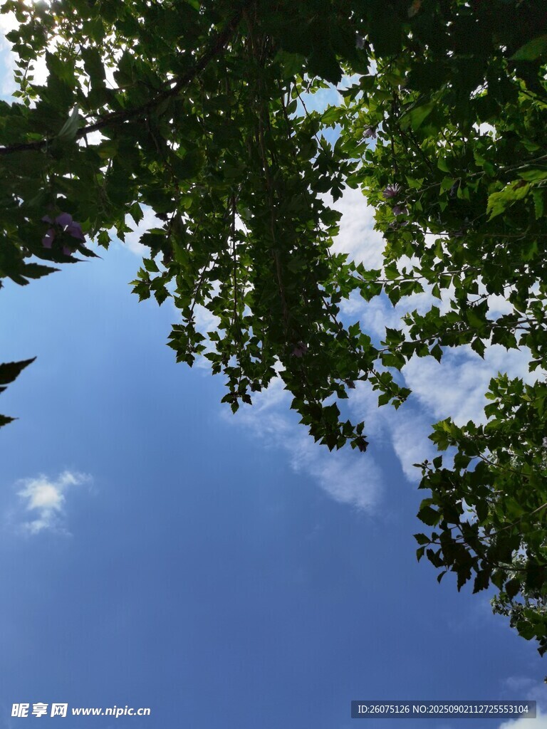 仰望藍(lán)天綠葉間的景致