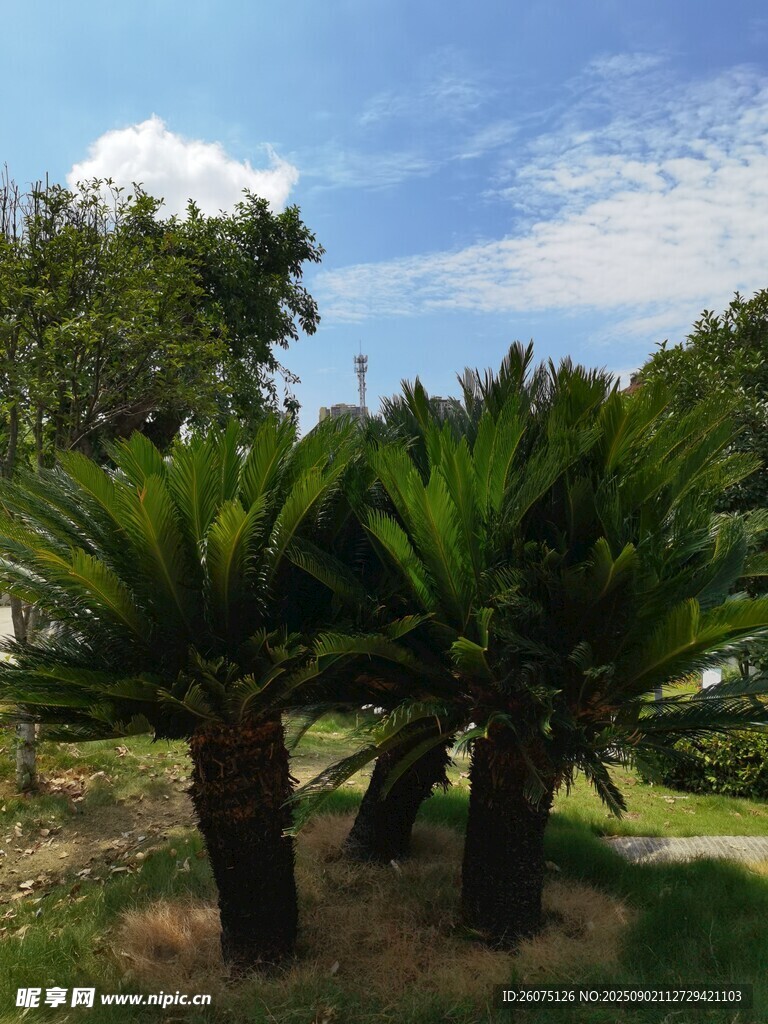 戶外蔥郁的棕櫚樹(shù)景觀