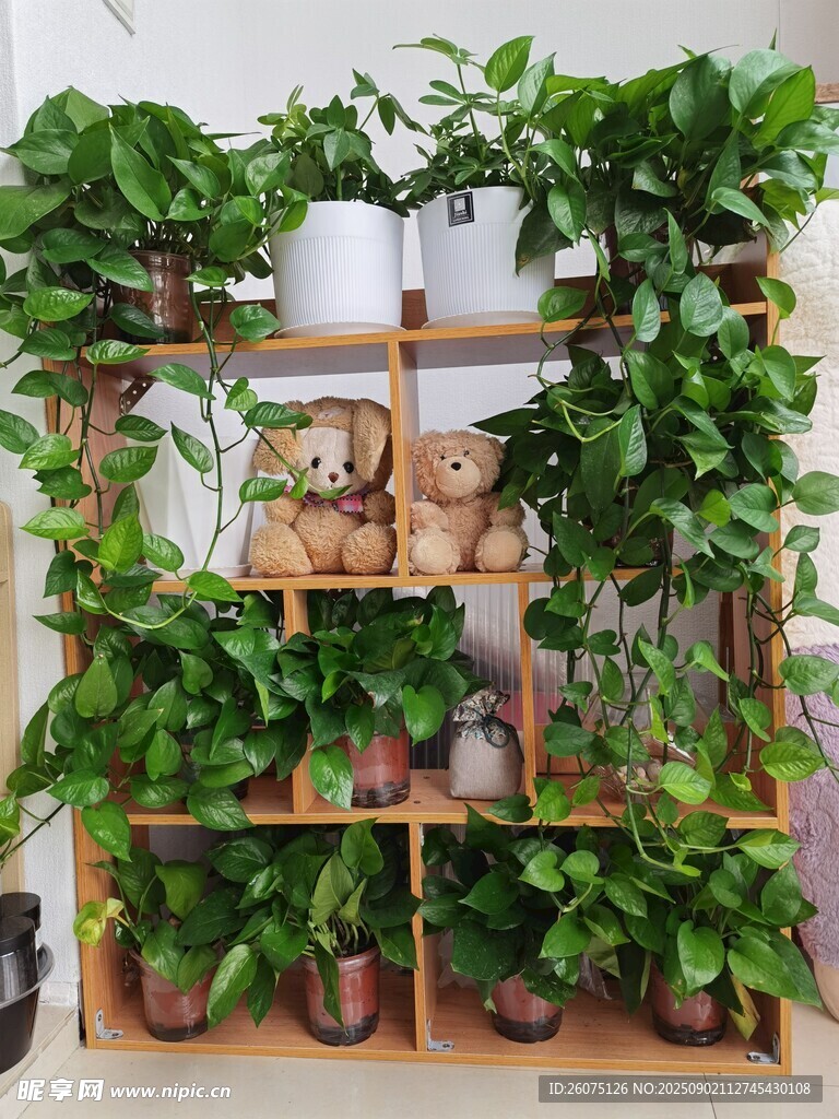多層花架上的綠植景觀