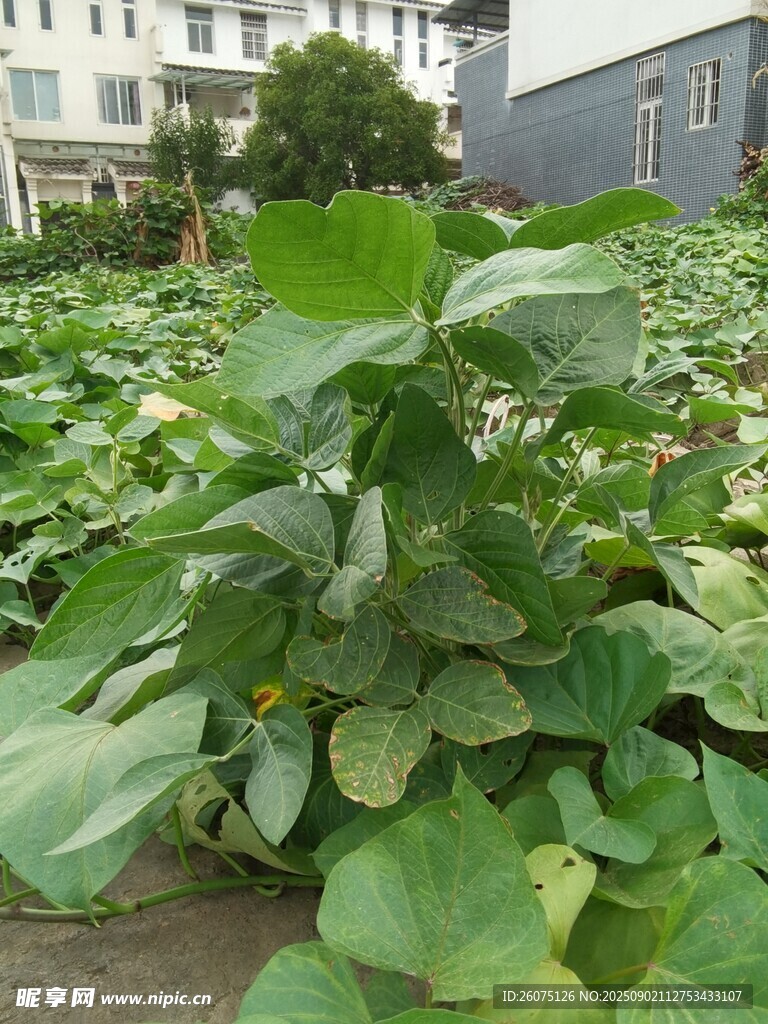 綠葉蔬菜種植地