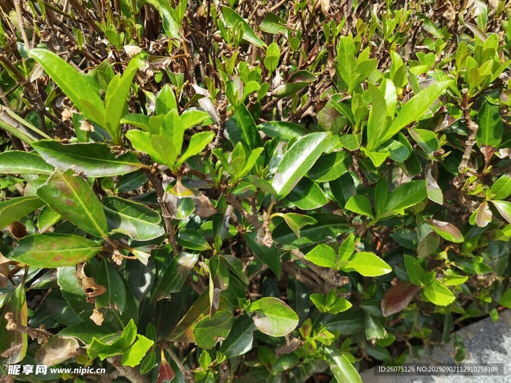 翠綠繁茂的灌木叢