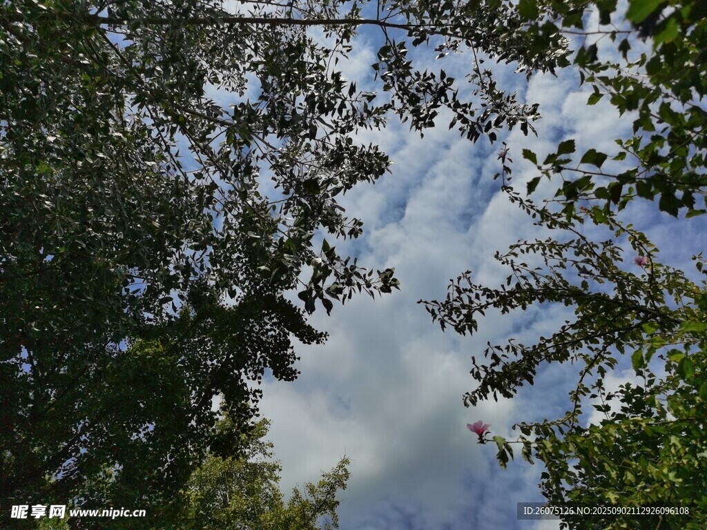 仰視林間天空美景