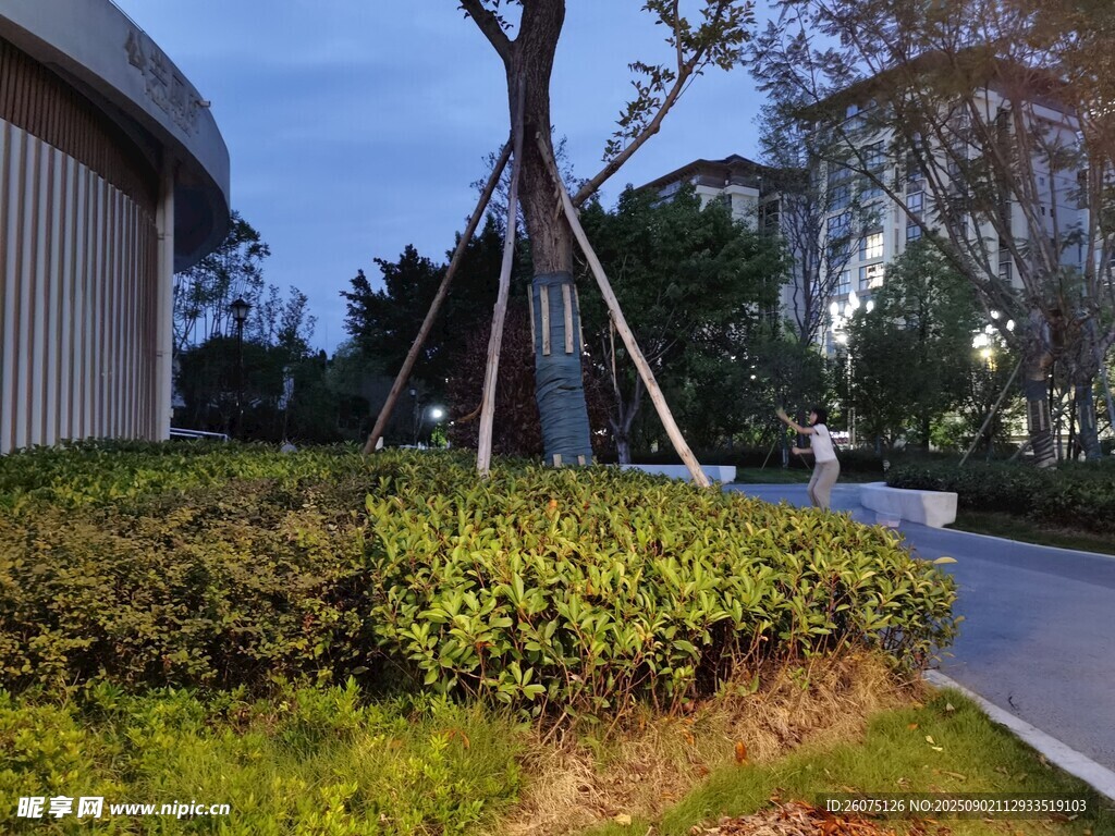 路邊綠植與支撐樹木景觀