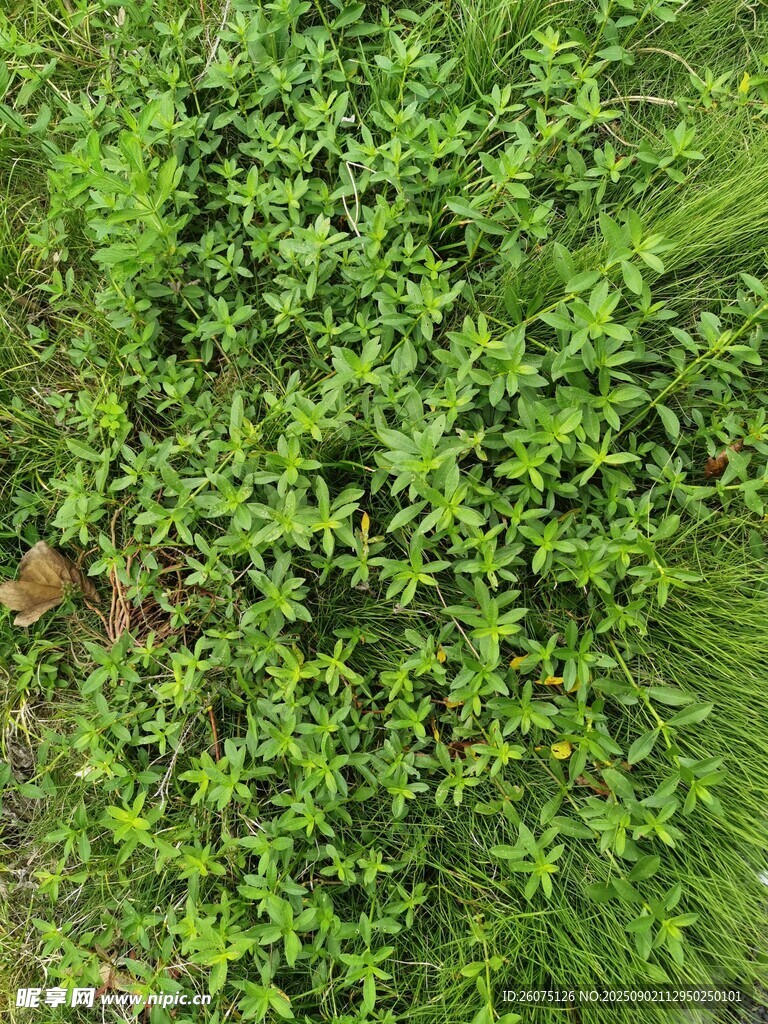 翠綠繁茂的空心蓮子草景觀
