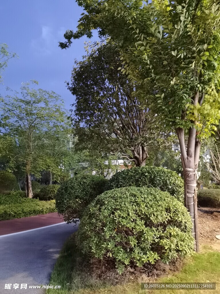 林蔭小道旁的綠植景觀
