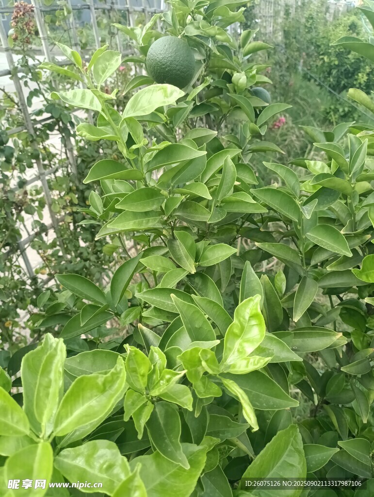 繁茂柑橘樹展現(xiàn)生機活力