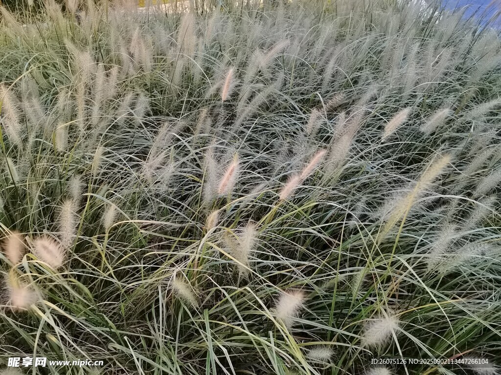 風中搖曳的輕柔觀賞草
