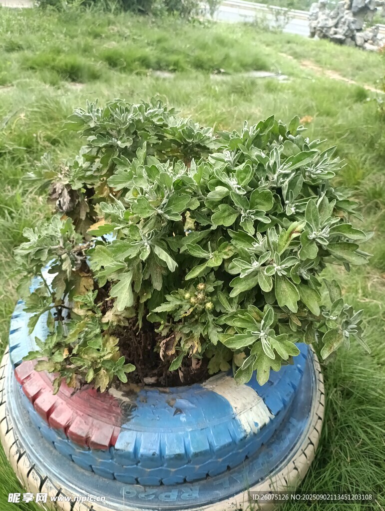 輪胎盆栽菊花植株自然小景