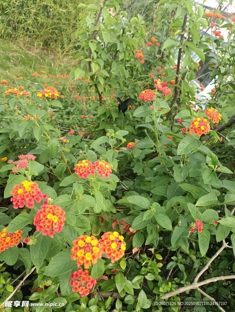 花叢綠意盎然的美麗景致