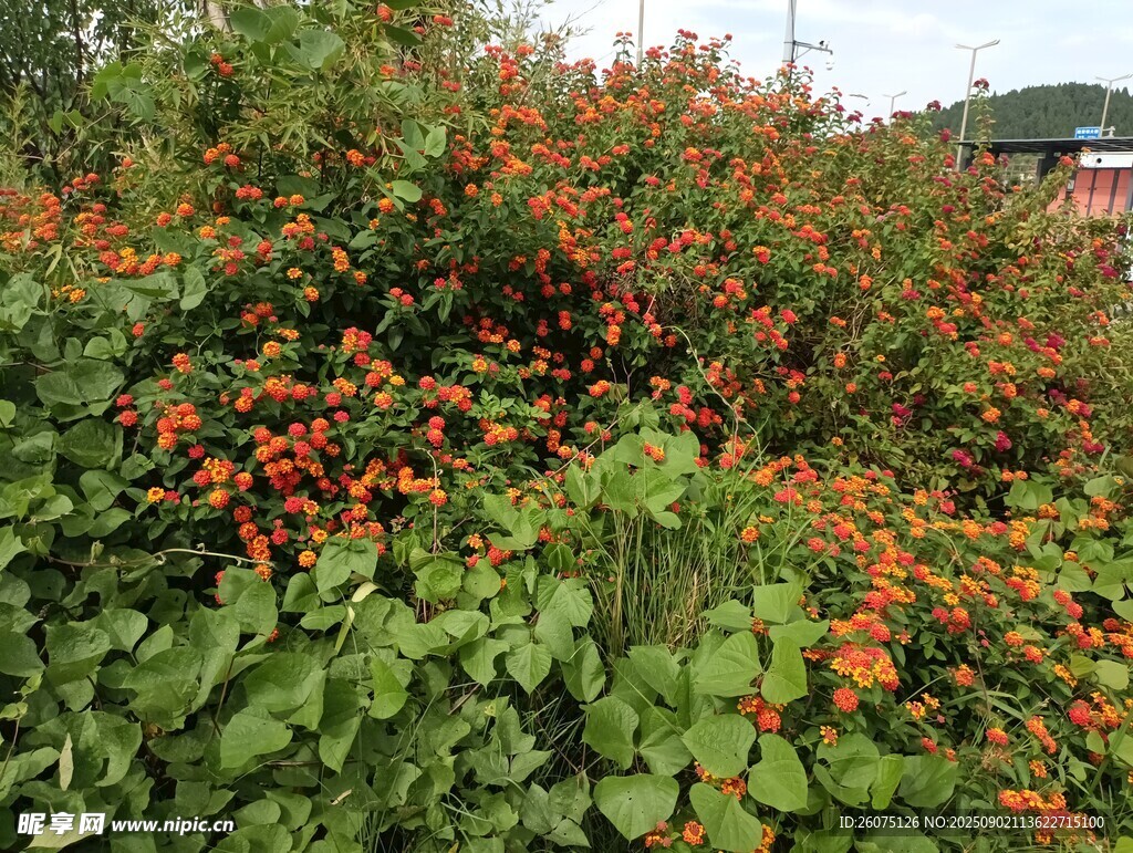 綠葉間的橙紅花朵綻放