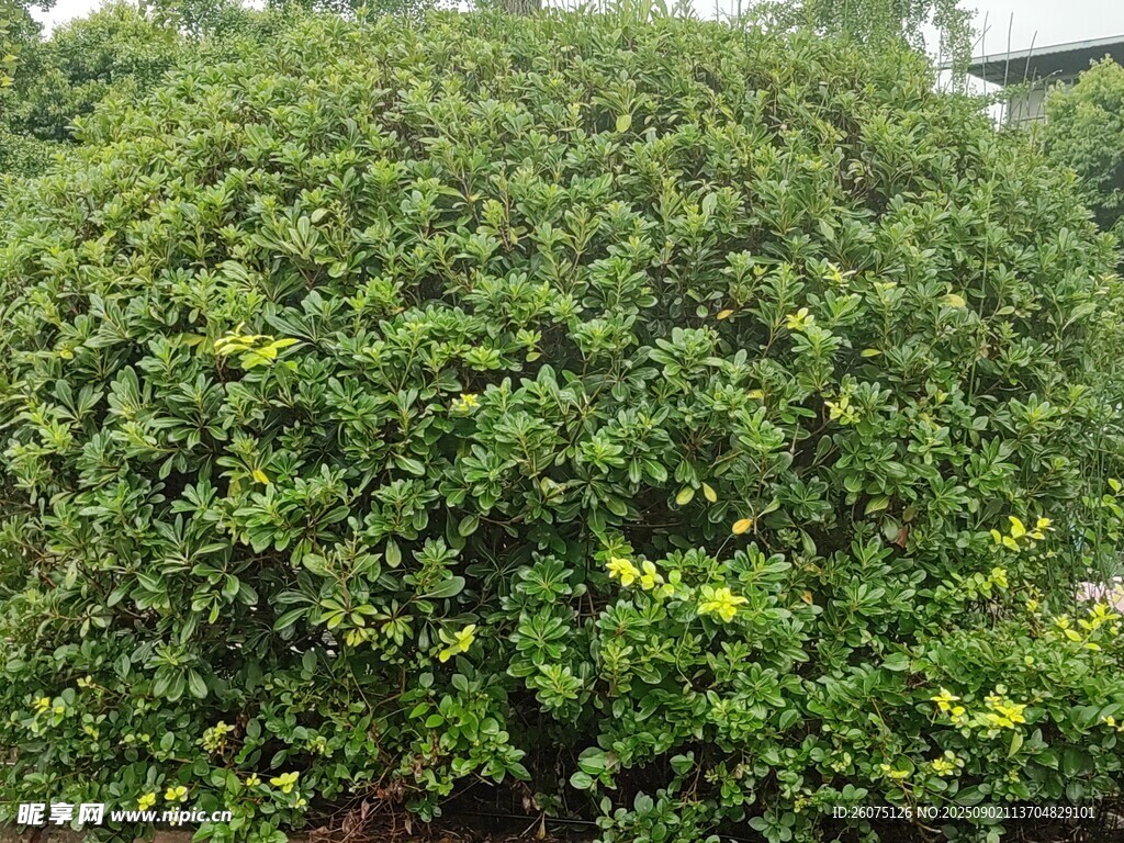 茂盛綠植灌木景觀