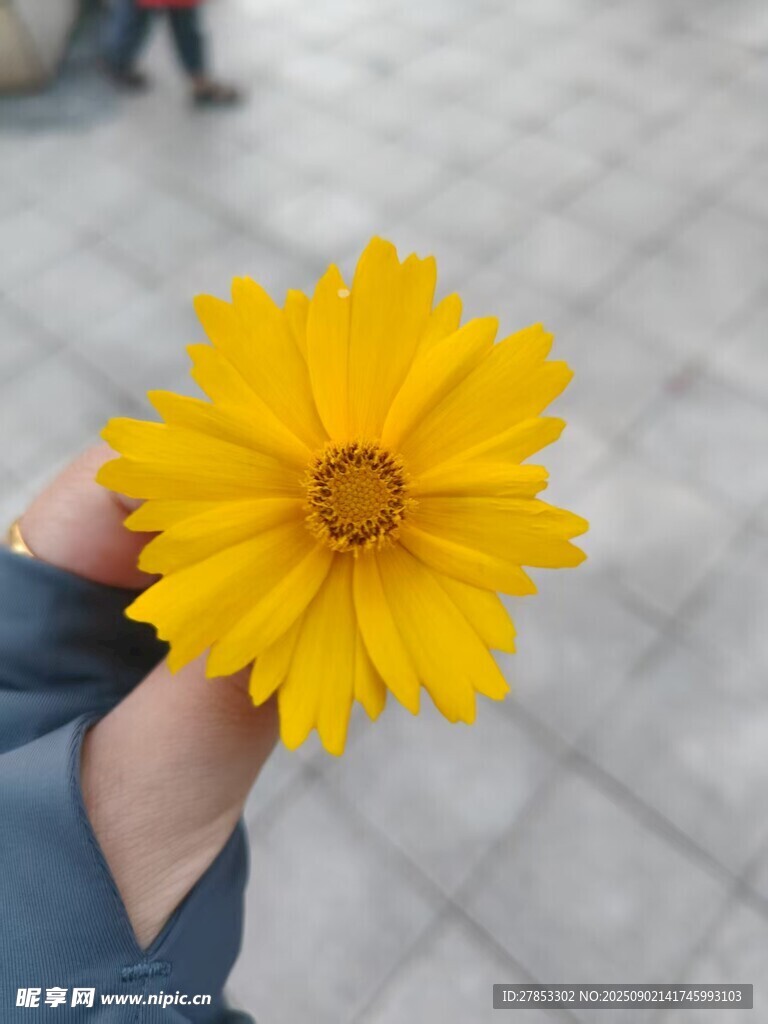 手捧黃色小花特寫
