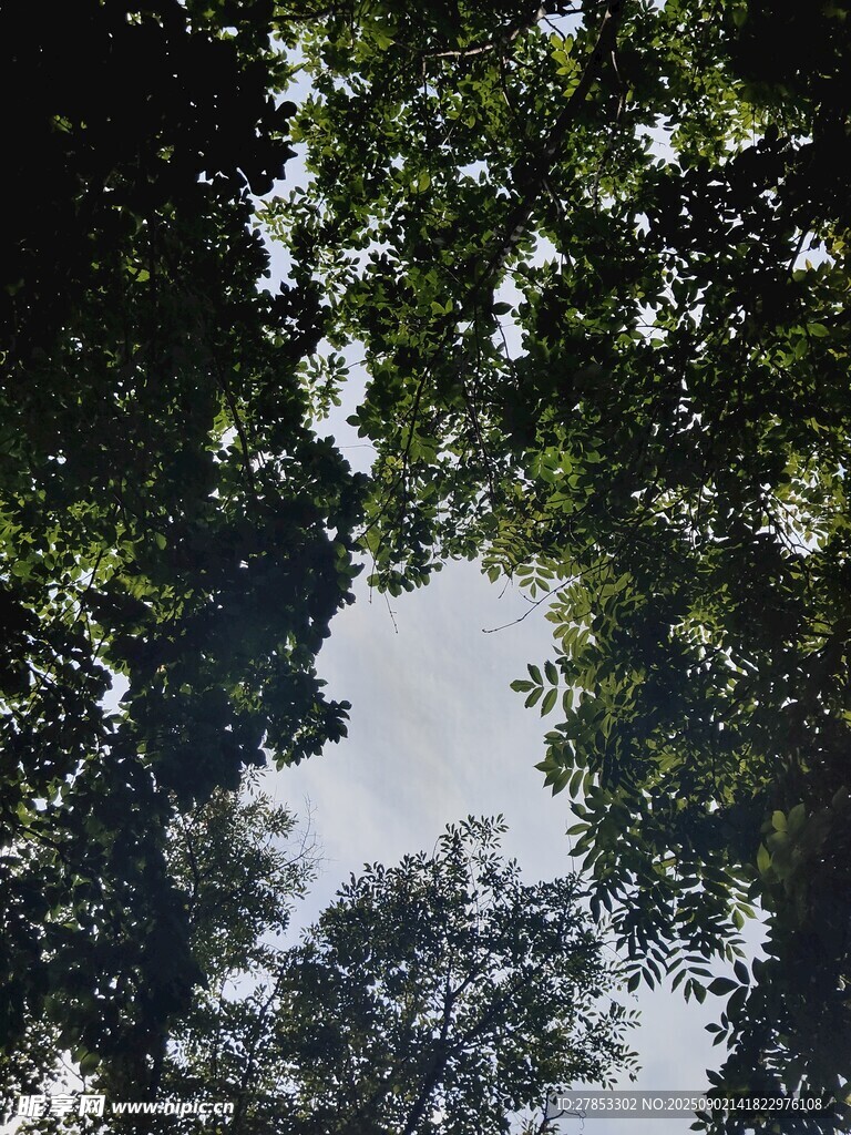 仰視茂密樹林樹冠