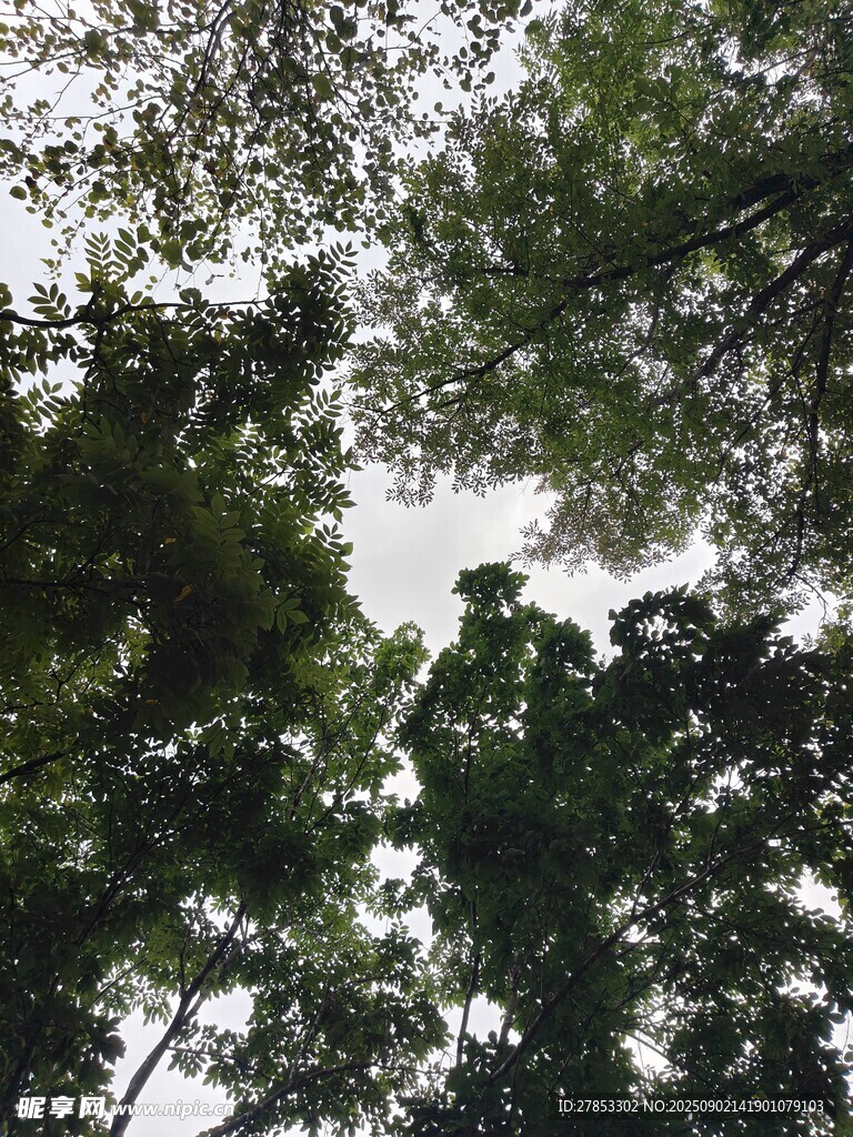 仰視茂密樹林枝葉