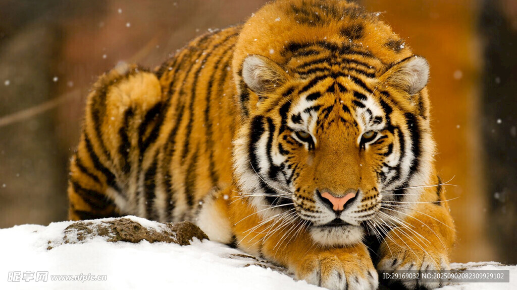 雪地中的威猛老虎