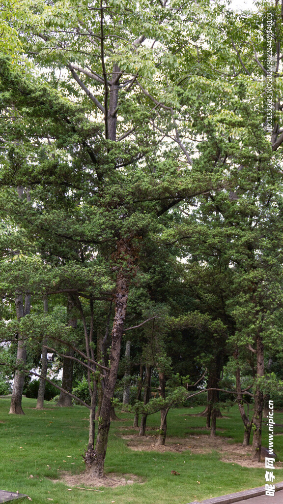 城市中的綠意盎然公園景