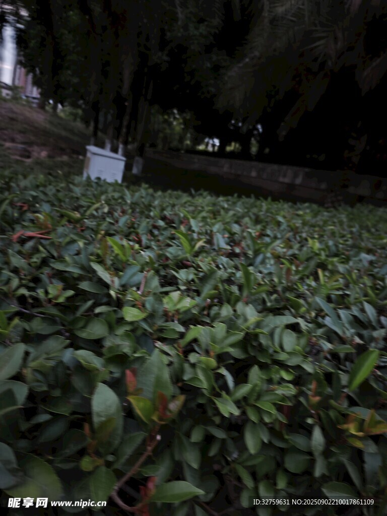 綠意盎然的植物種植場(chǎng)景