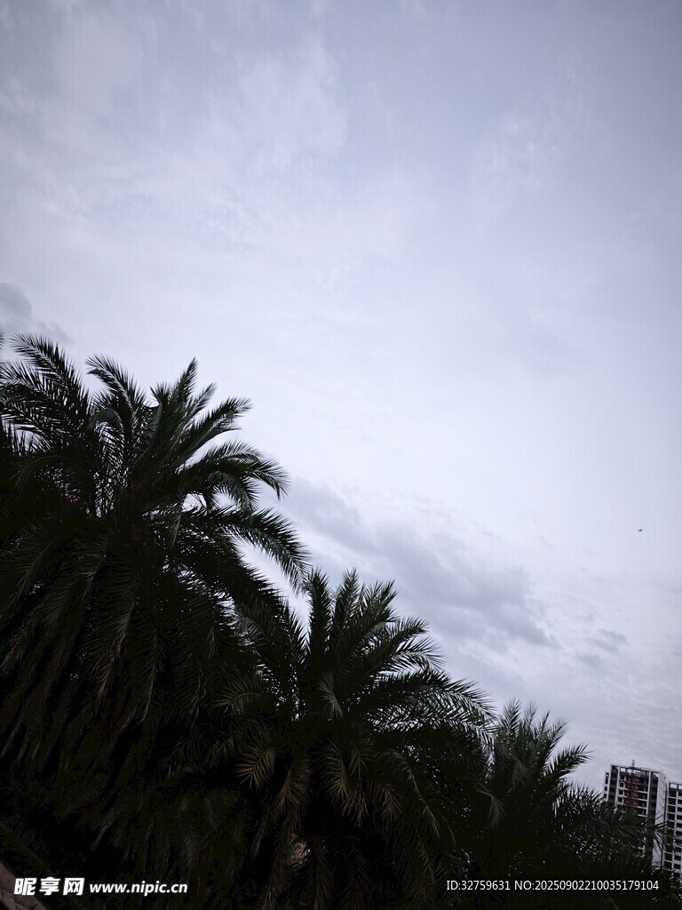 陰天里的棕櫚樹景觀