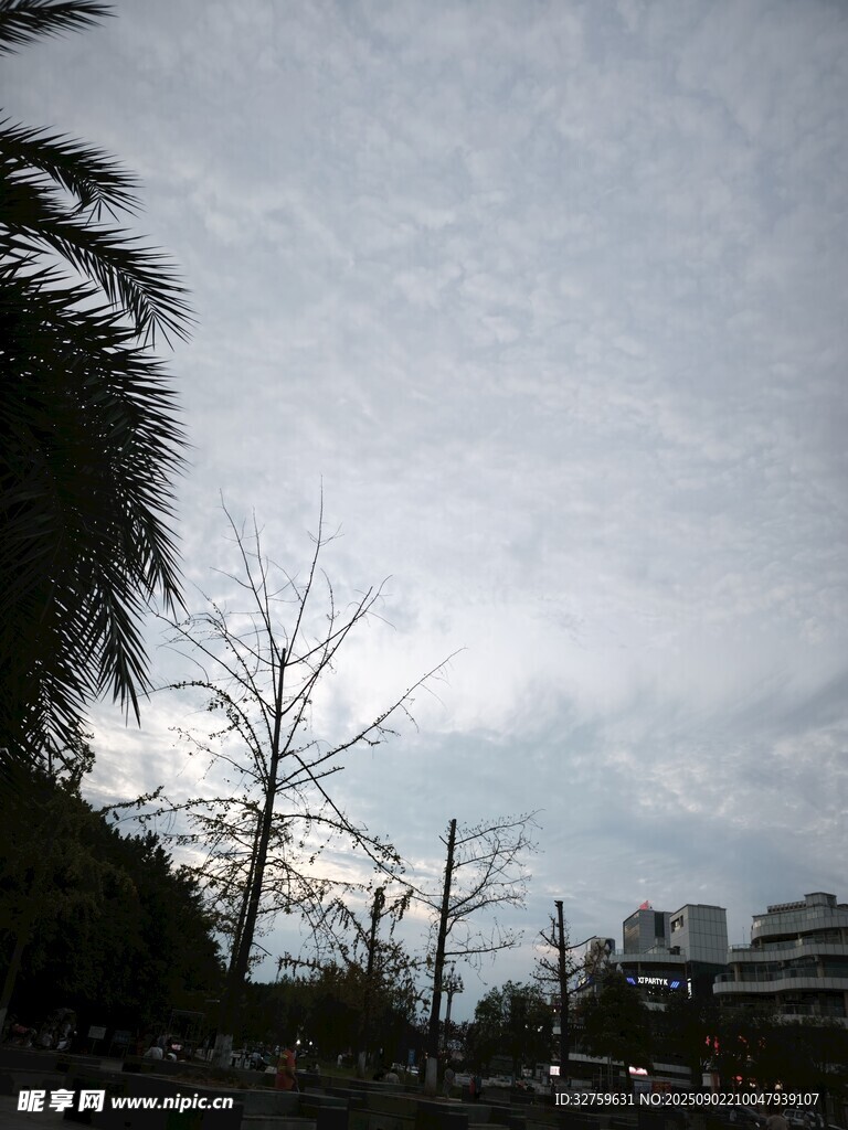 陰天城市街道旁的樹(shù)木