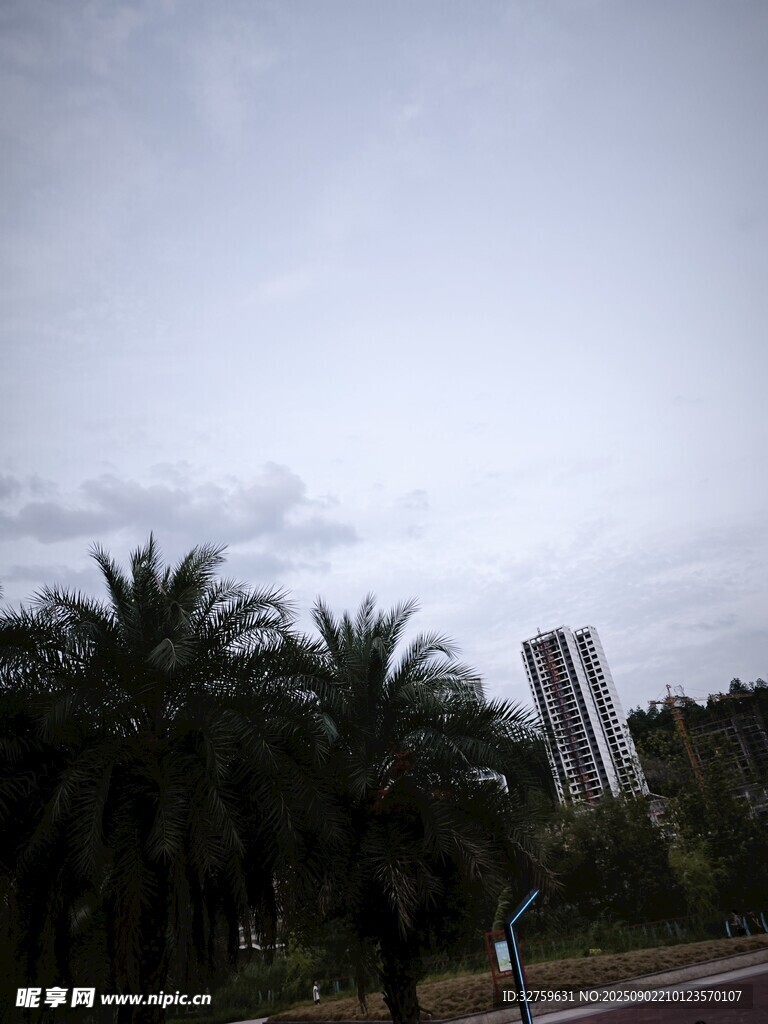 城市中的棕櫚樹與高樓