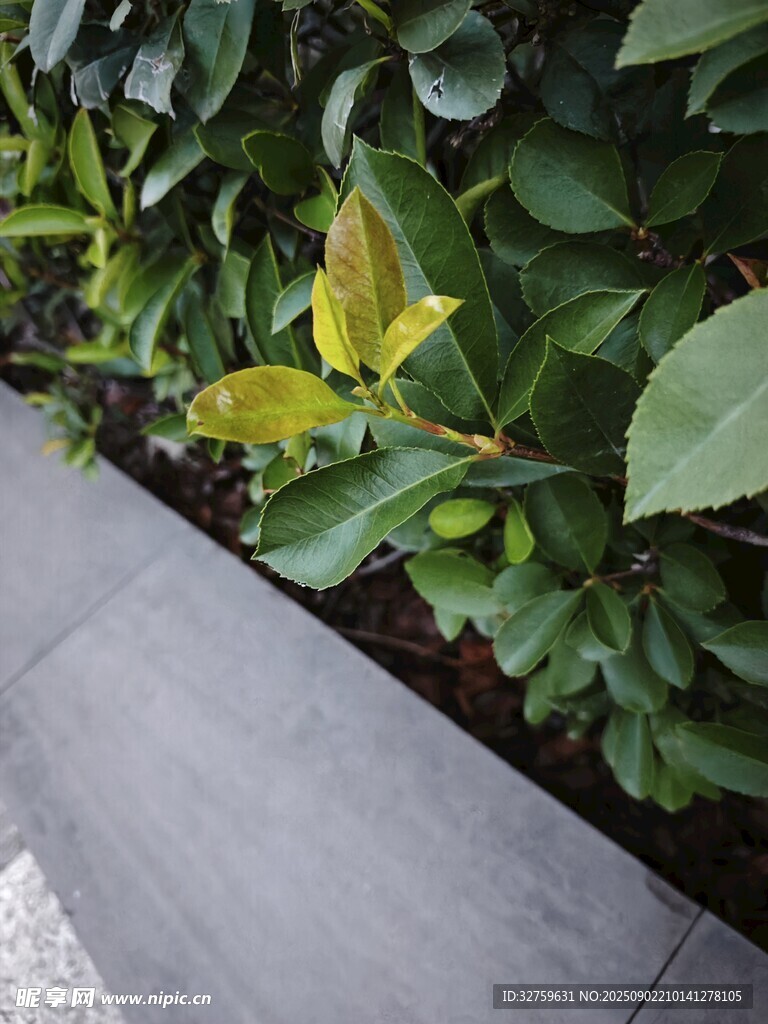 墻邊綠植生機盎然