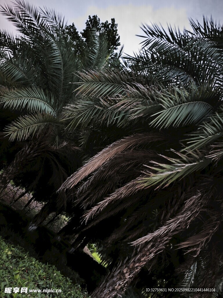 茂密棕櫚樹林景觀