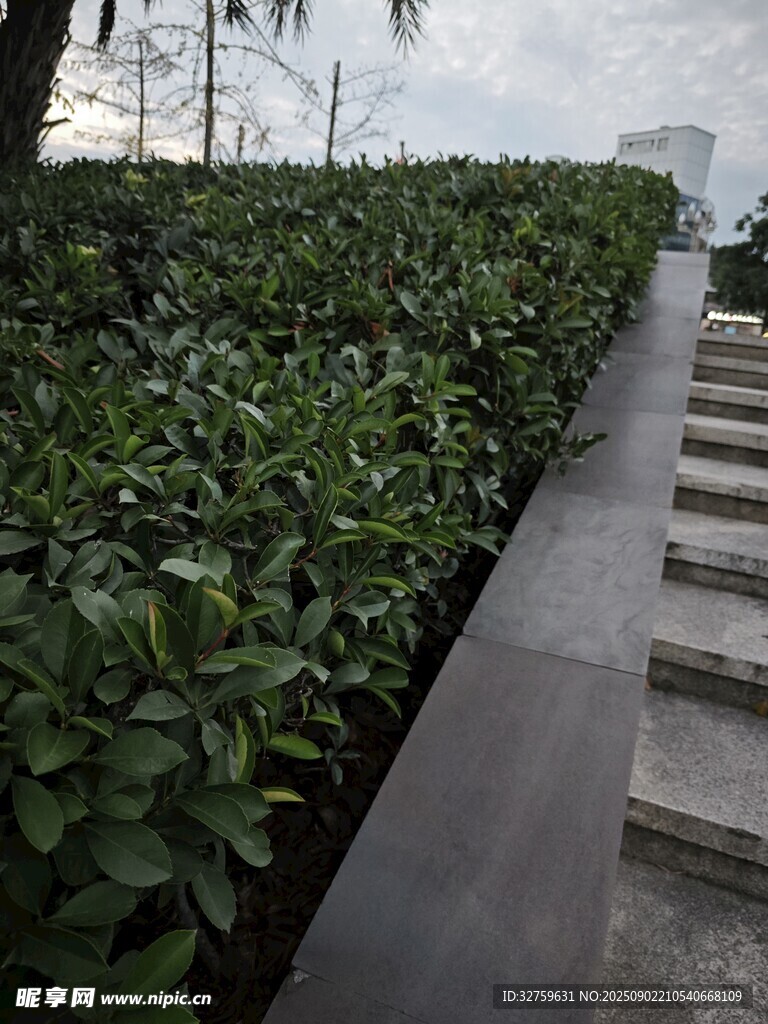 城市中整齊的綠植景觀