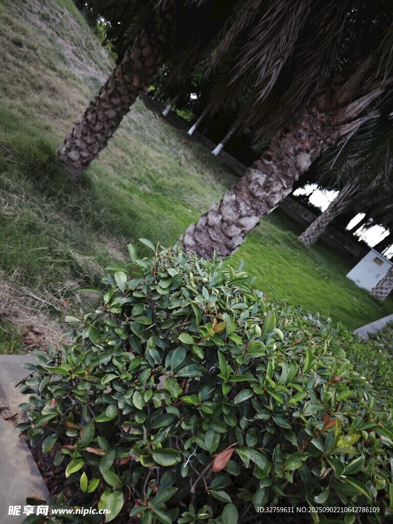 公園綠植景觀一角