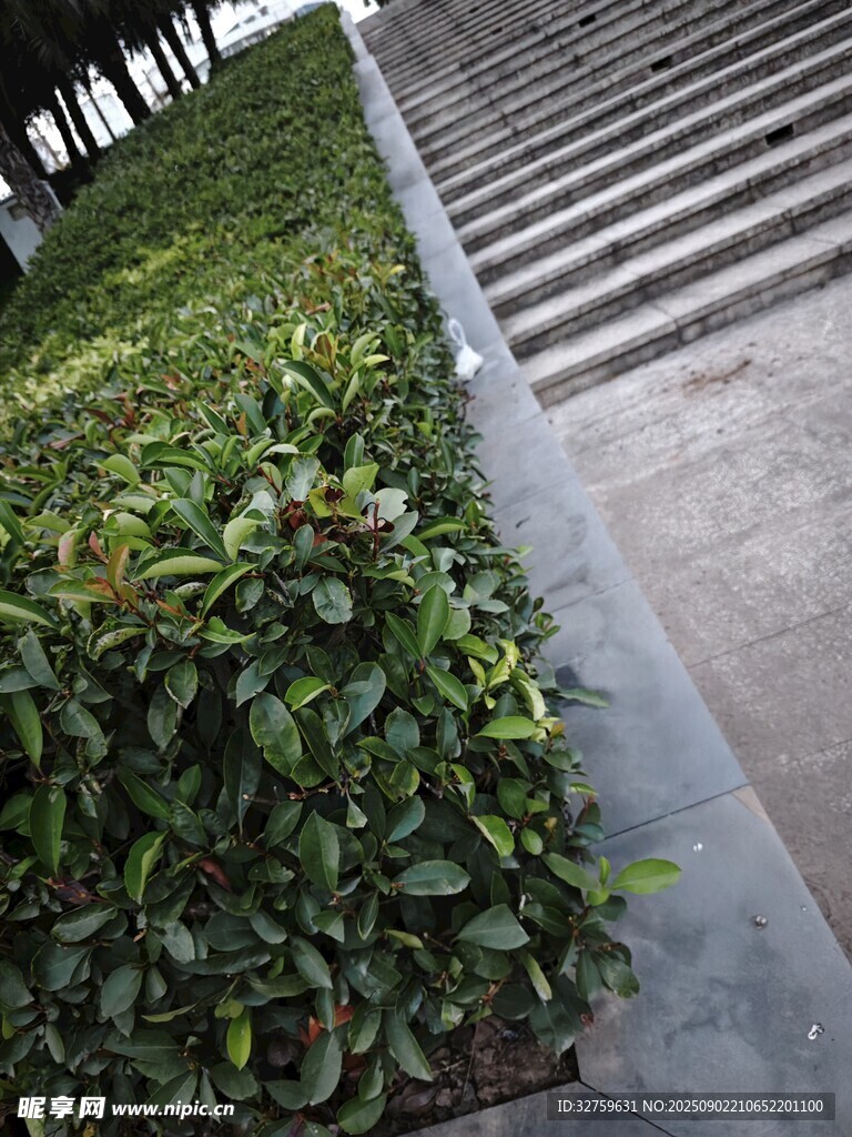 路邊綠植與石階景觀