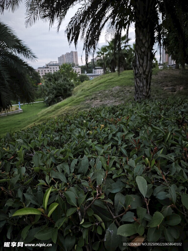 綠意盎然的草地與棕櫚樹