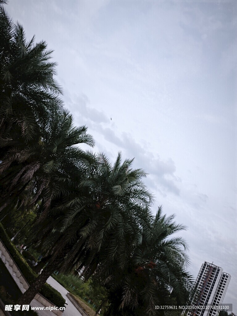 城市中的棕櫚樹(shù)景觀