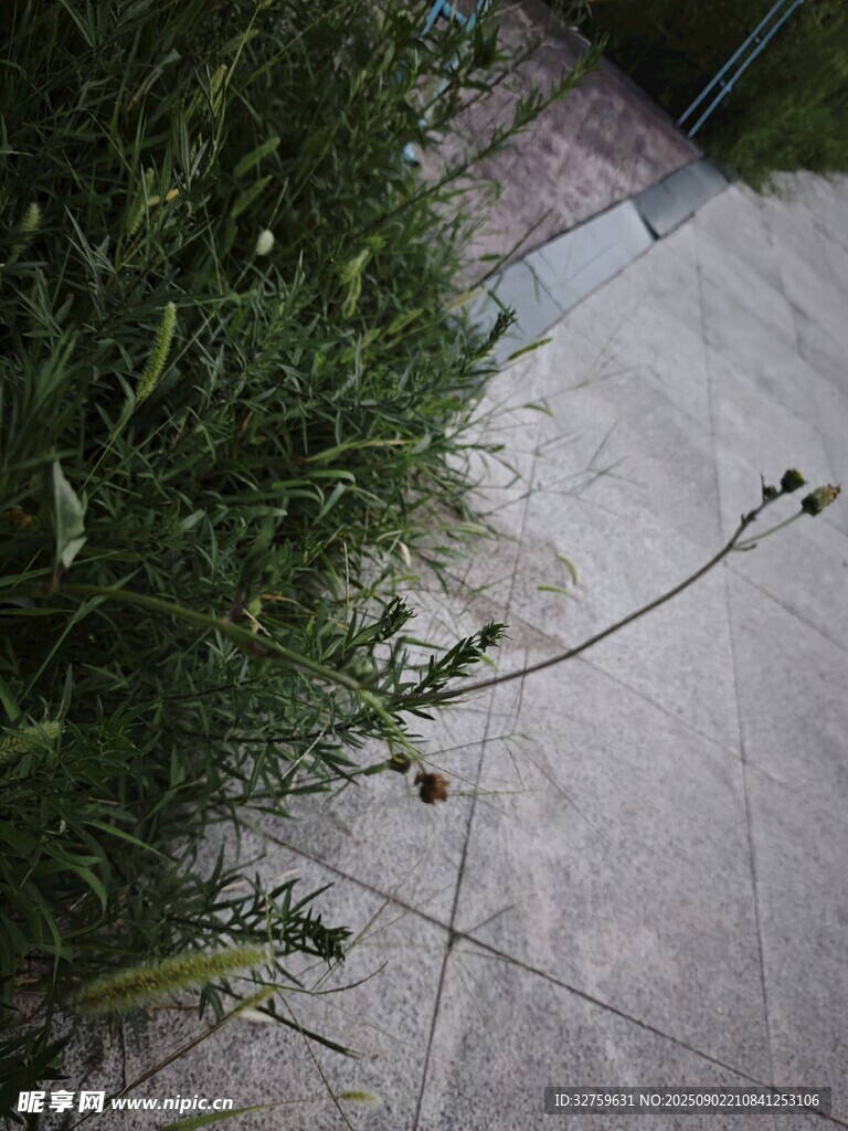 地面旁的綠色植物