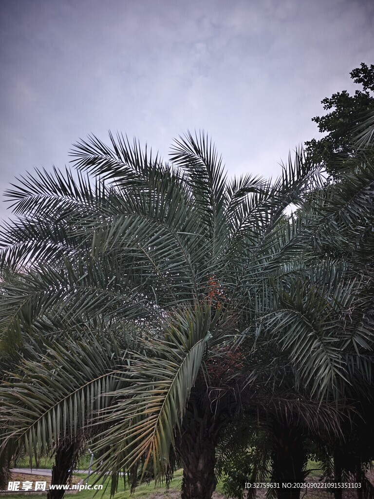 棕櫚樹林景觀